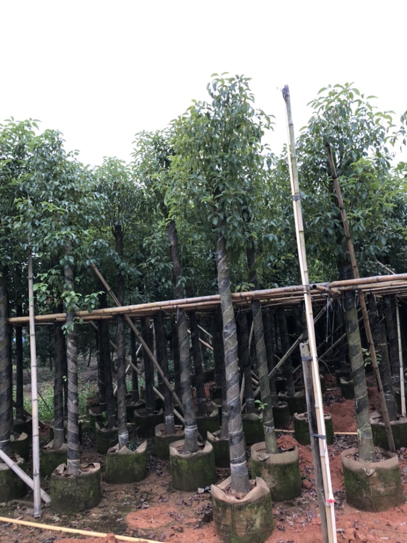 香樟树8-10-12-15-18-20-22-25分