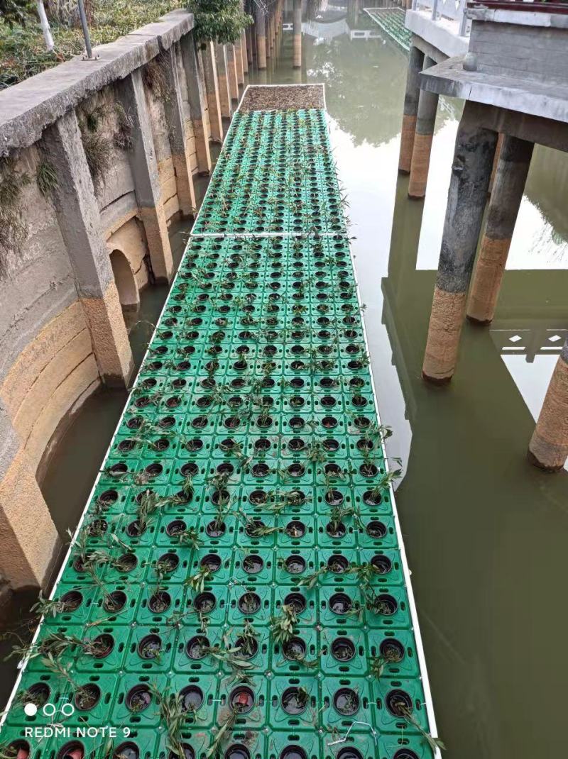 水生植物精品水上浮岛