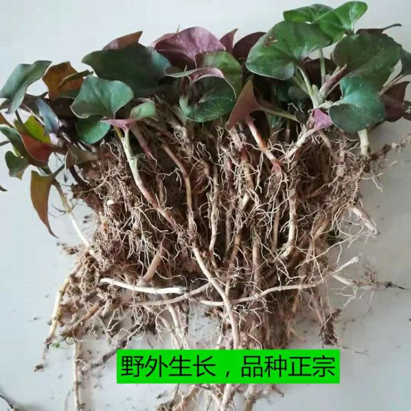 鱼腥草种根新鲜折耳根嫩叶侧耳根猪鼻孔凉拌食用滴鼻