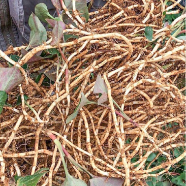 鱼腥草种根新鲜折耳根嫩叶侧耳根猪鼻孔凉拌食用滴鼻