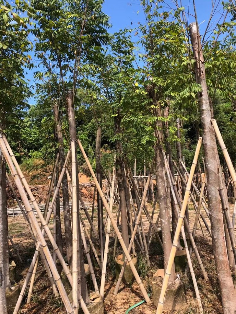 大量批发黄山栾树袋苗8-10-12-15-17公分