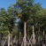 大量批发黄山栾树袋苗8-10-12-15-17公分