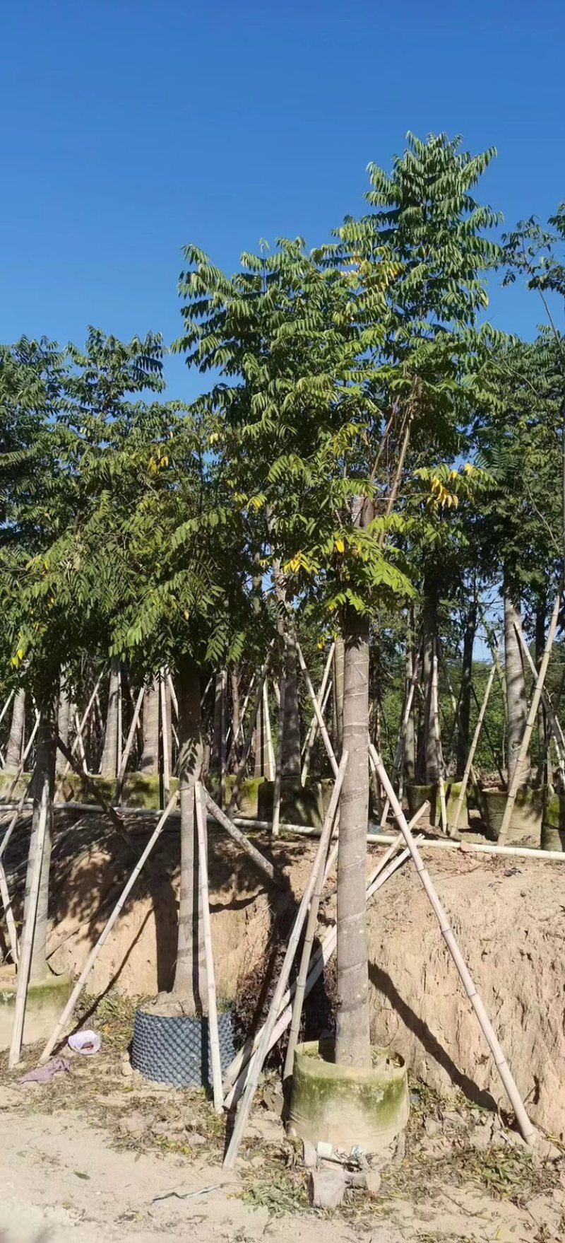 大量批发黄山栾树袋苗8-10-12-15-17公分