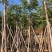 大量批发黄山栾树袋苗8-10-12-15-17公分