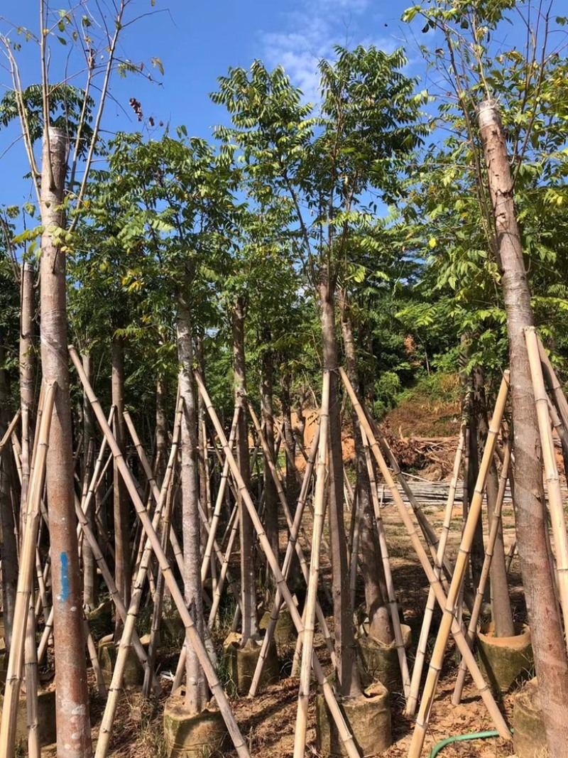 大量批发黄山栾树袋苗8-10-12-15-17公分