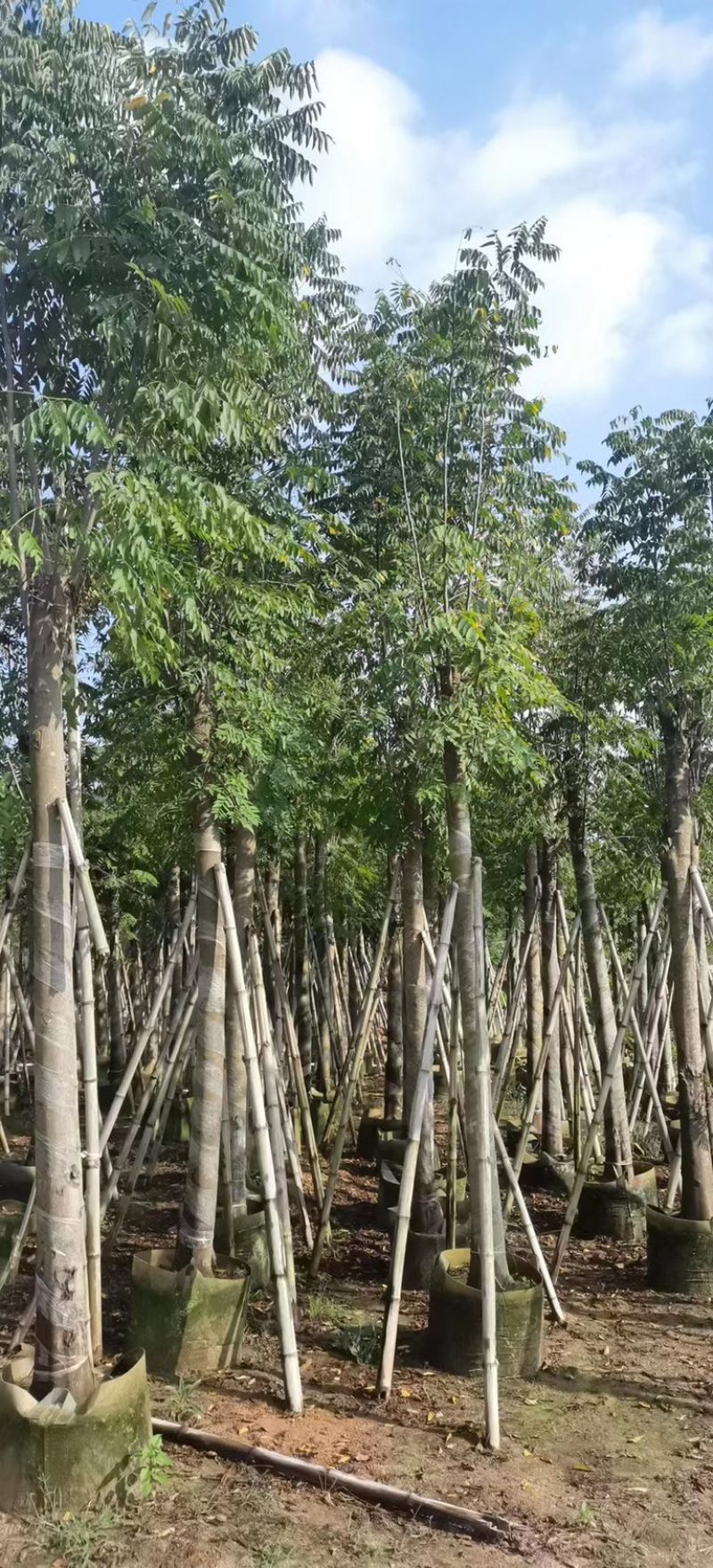 大量批发黄山栾树袋苗8-10-12-15-17公分
