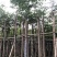 大量批发黄山栾树袋苗8-10-12-15-17公分