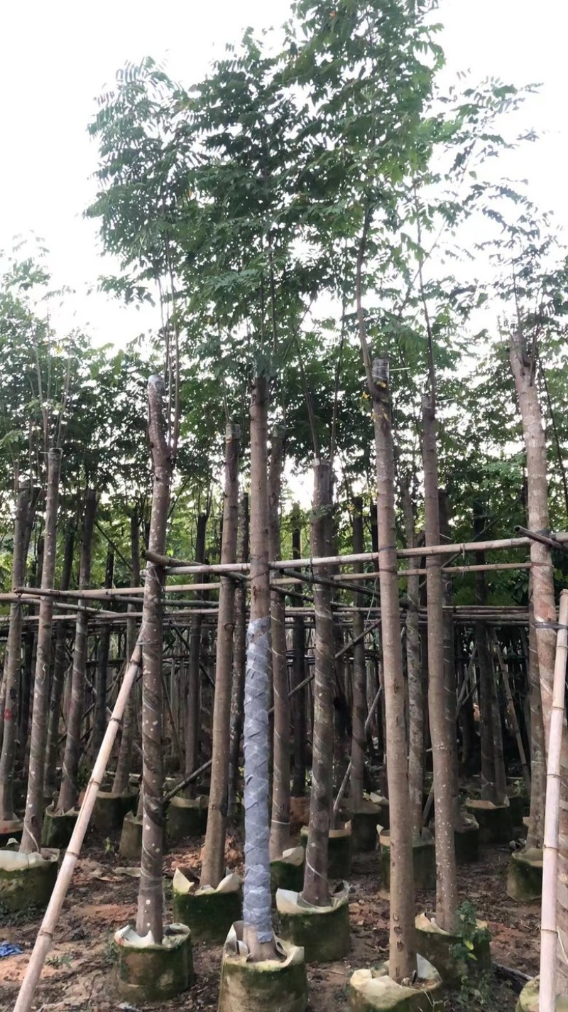 大量批发黄山栾树袋苗8-10-12-15-17公分