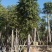 大量批发黄山栾树袋苗8-10-12-15-17公分