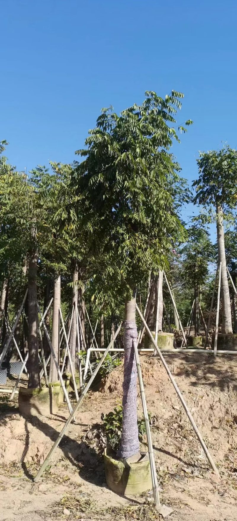 大量批发黄山栾树袋苗8-10-12-15-17公分