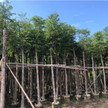 大量批发黄山栾树袋苗8-10-12-15-17公分