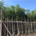 大量批发黄山栾树袋苗8-10-12-15-17公分