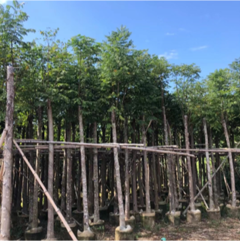 大量批发黄山栾树袋苗8-10-12-15-17公分