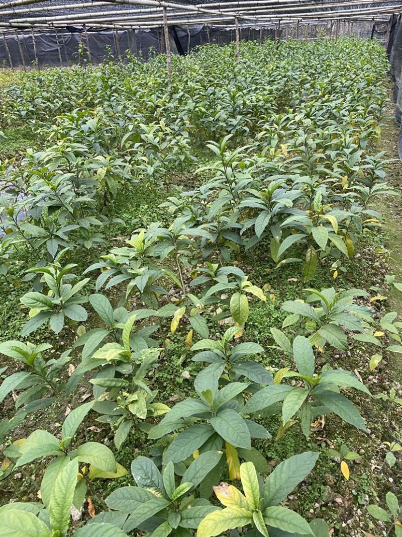 黄花倒水莲树苗野生倒吊黄花参苗黄花远志观音串苗