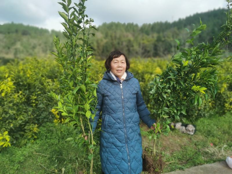 沃柑两年苗，两公分左右。苗子清秀，根系好，今年栽明年挂果