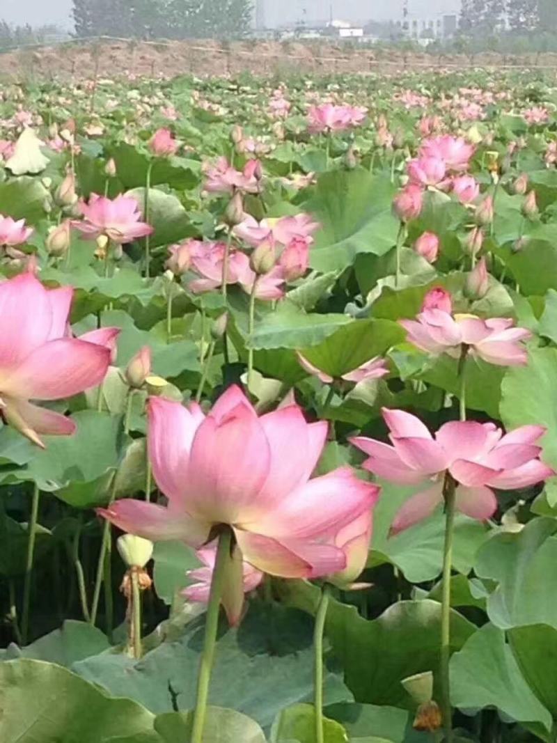 观赏、绿化、太空莲藕种