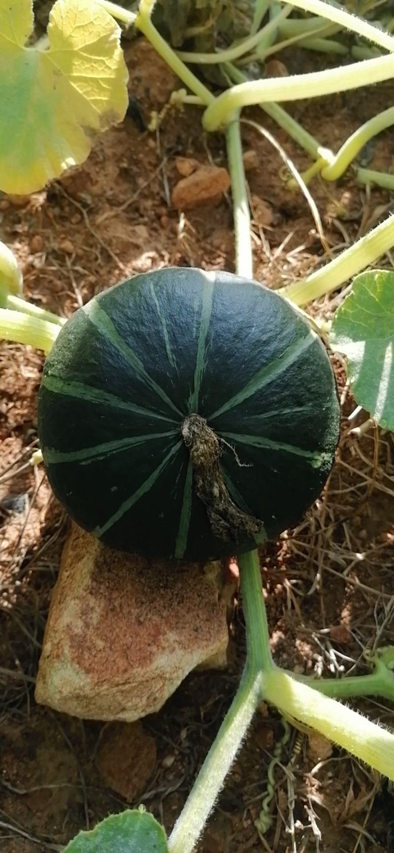海南优质农产品冬季瓜菜南瓜