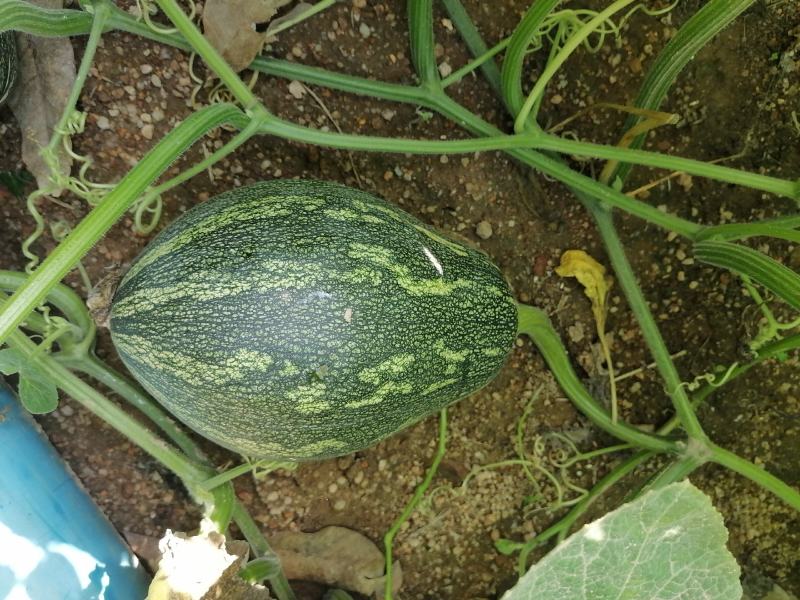 海南优质农产品冬季瓜菜南瓜