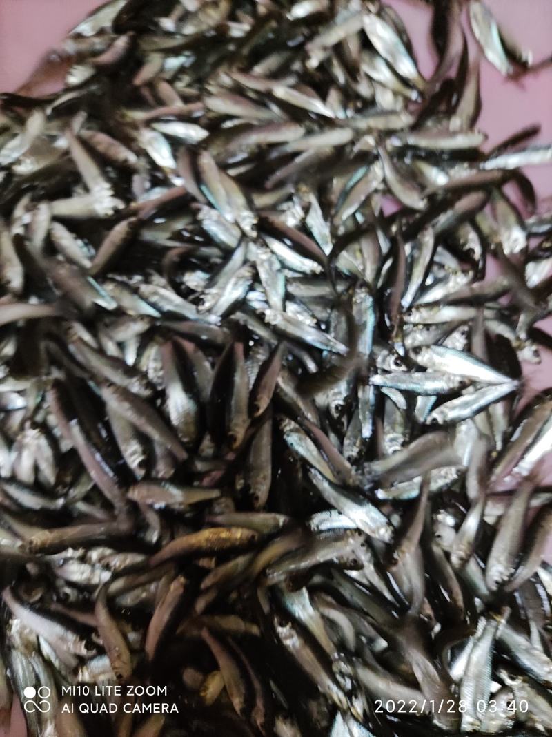 土鲮鱼苗品种优良水产基地养殖欢迎全国客户订购