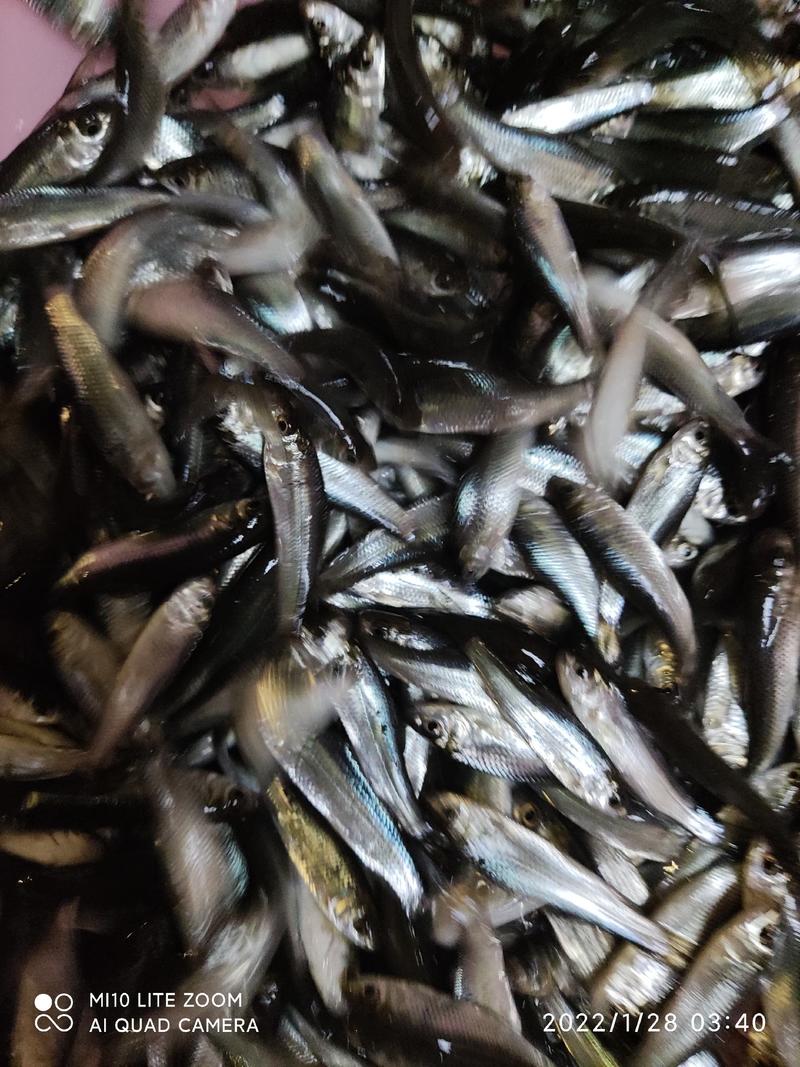 土鲮鱼苗品种优良水产基地养殖欢迎全国客户订购