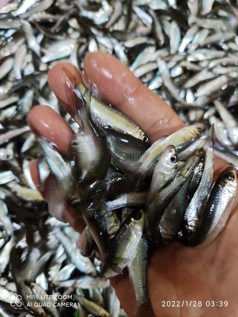 土鲮鱼苗品种优良水产基地养殖欢迎全国客户订购