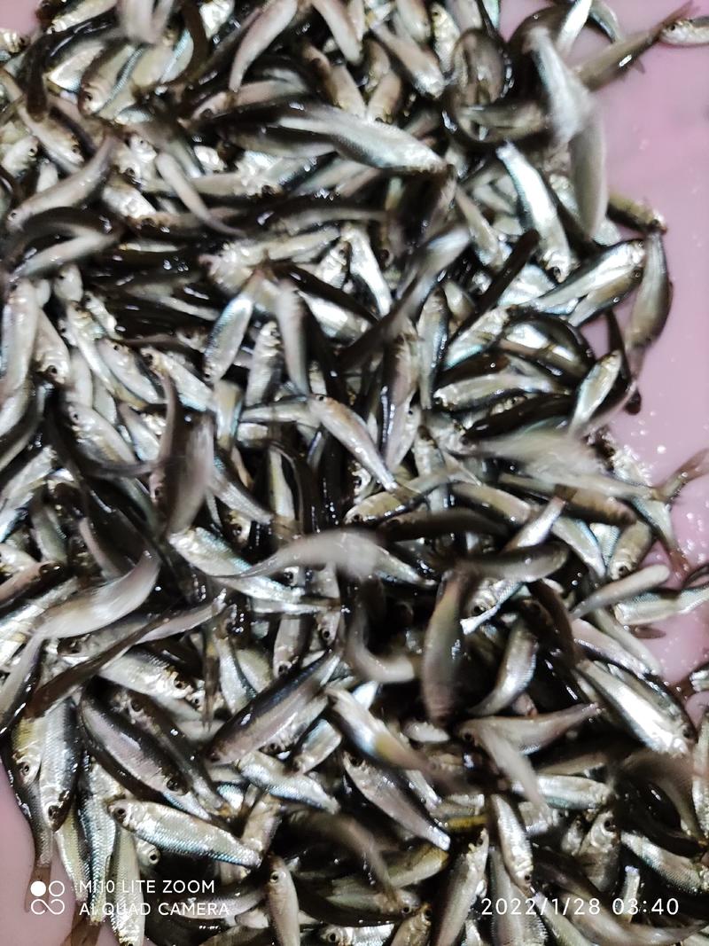 土鲮鱼苗品种优良水产基地养殖欢迎全国客户订购