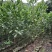 相思树苗台湾相思大叶相思马占相思20-7米高