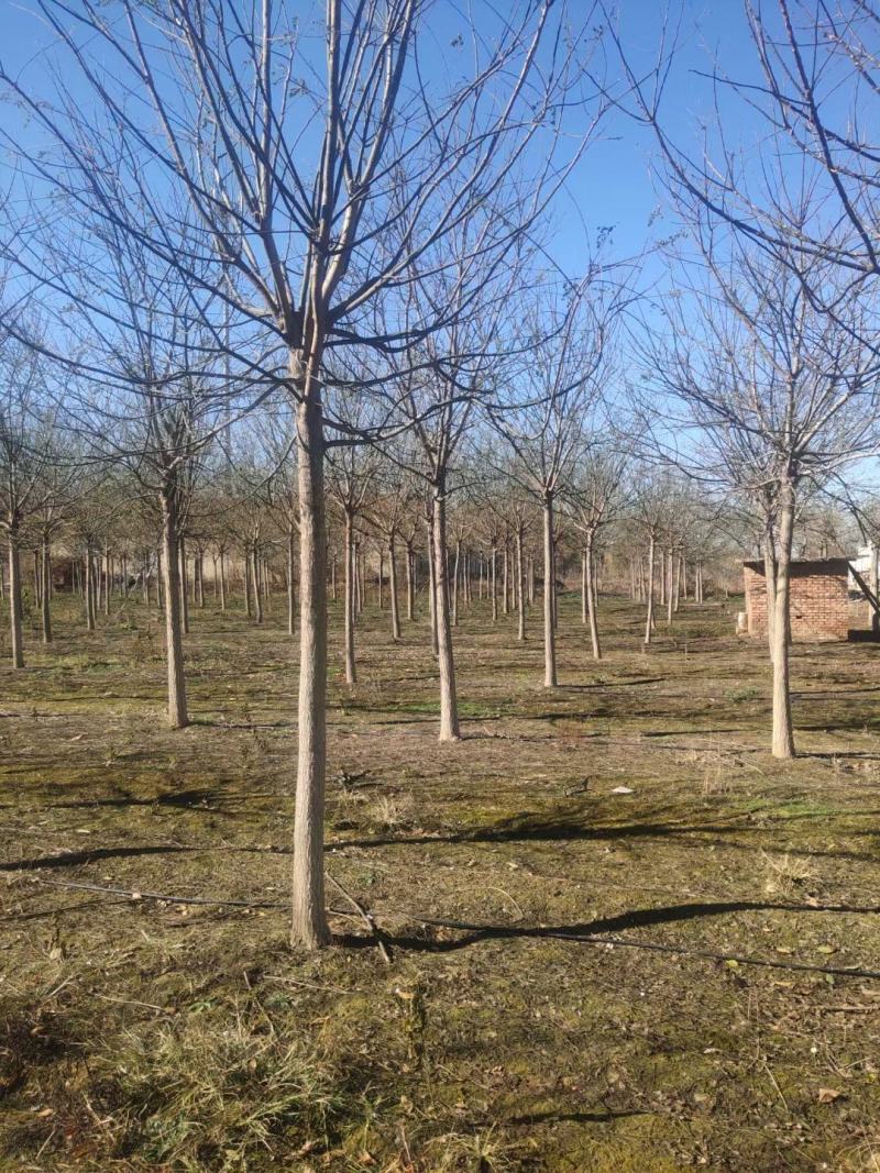 基地出售优质速生国槐，规格1-80公分，树形优美根系发达