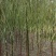 苗木基地出售垂柳，青皮垂柳。嫁接垂柳，规格齐全，现货供应