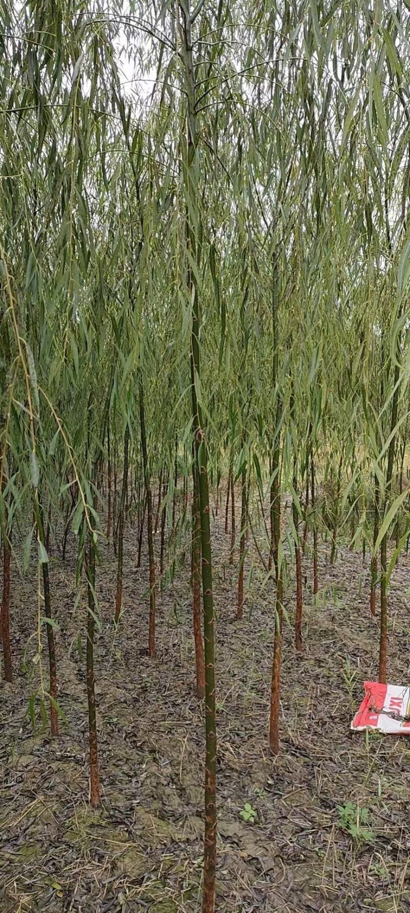 苗木基地出售垂柳，青皮垂柳。嫁接垂柳，规格齐全，现货供应