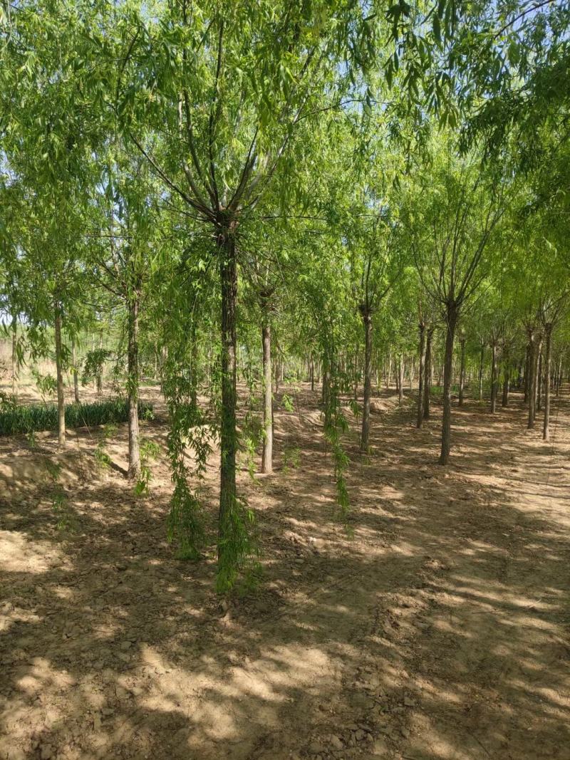 苗木基地出售垂柳，青皮垂柳。嫁接垂柳，规格齐全，现货供应