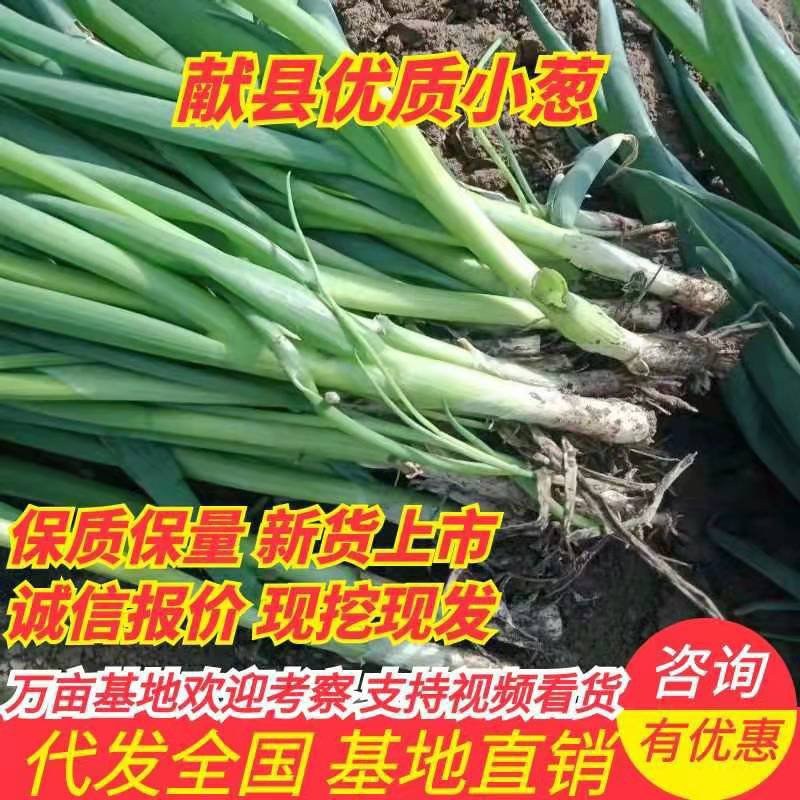 小葱，一手货源产地直销，自己家的好说话，欢迎大家光临