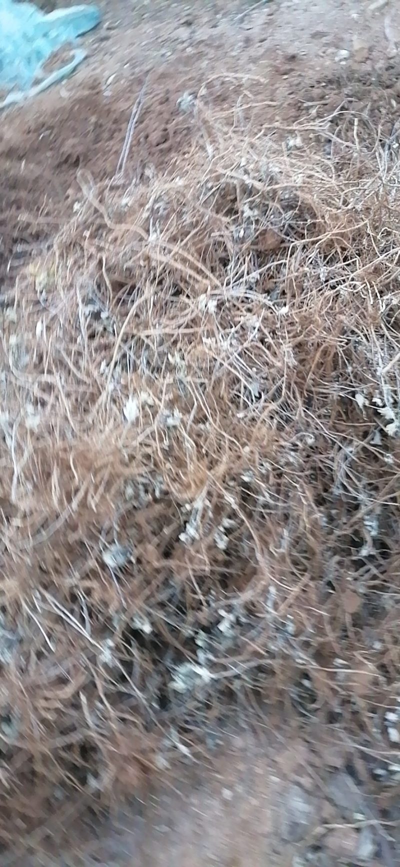 艾根出售南阳优质艾草基地优质五叶艾苗叶子大产量高全程包
