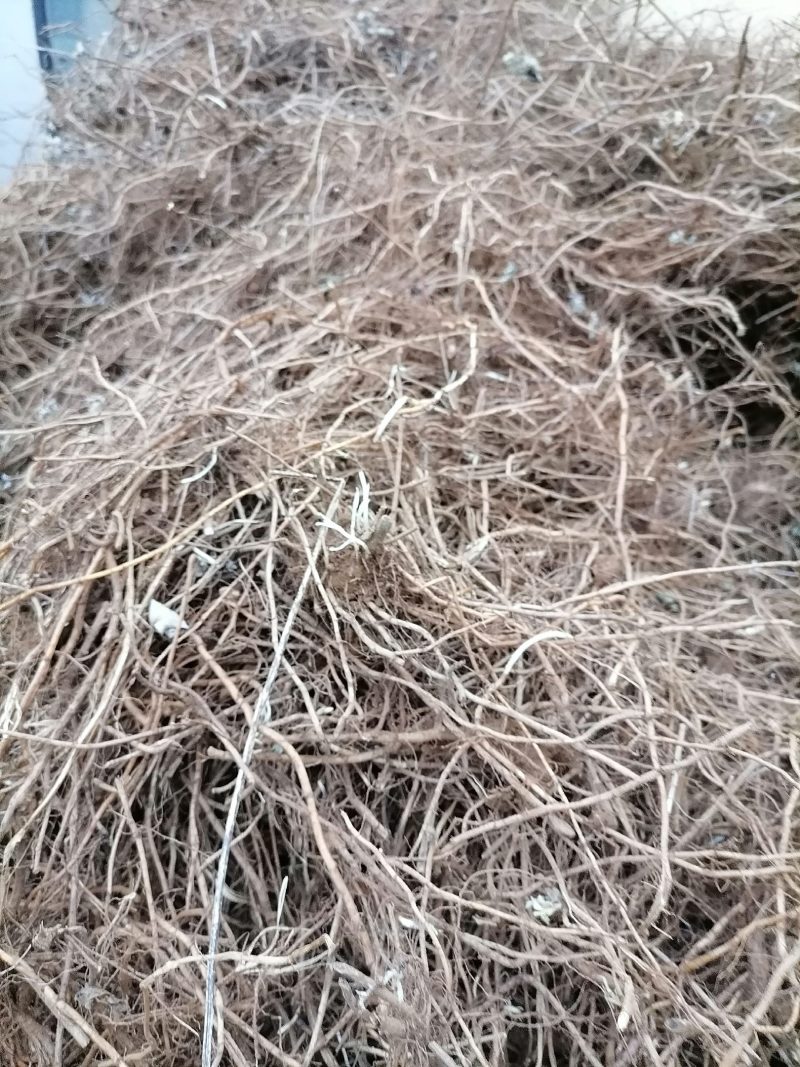艾根出售南阳优质艾草基地优质五叶艾苗叶子大产量高全程包