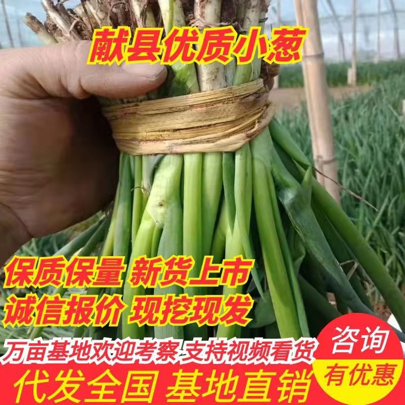 小葱，我们这边有20年的种植技术，有两千多亩冷棚小葱，