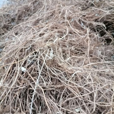 艾根出售南阳优质艾草基地优质五叶艾苗叶子大产量高全程包