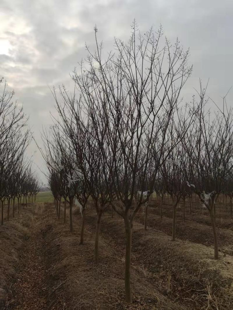 紫薇百日红高杆独杆丛生川红红花紫薇树庭院小区点缀