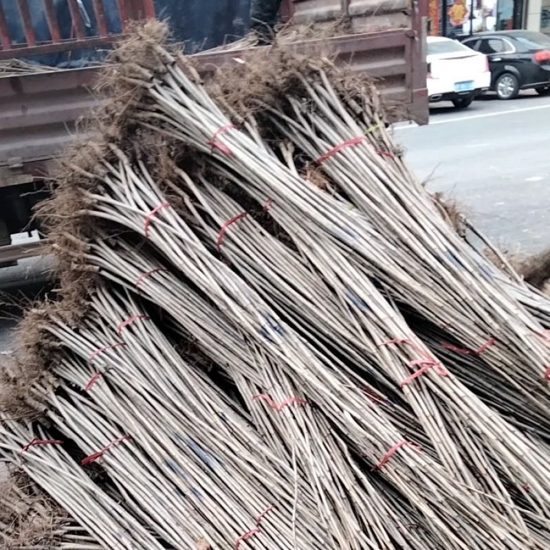 2米5以上107速生杨，同时销售各种规格107.无絮杨，
