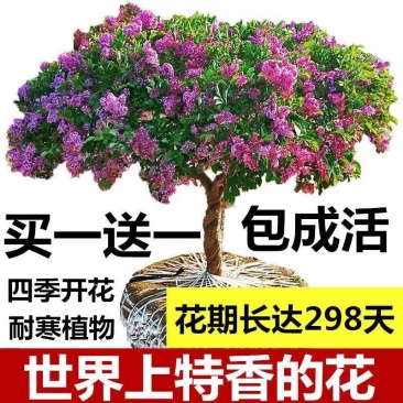 四季开花浓香型丁香花树苗庭院南北方种植盆栽室内外耐寒花卉