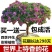 四季开花浓香型丁香花树苗庭院南北方种植盆栽室内外耐寒花卉
