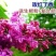 四季开花浓香型丁香花树苗庭院南北方种植盆栽室内外耐寒花卉