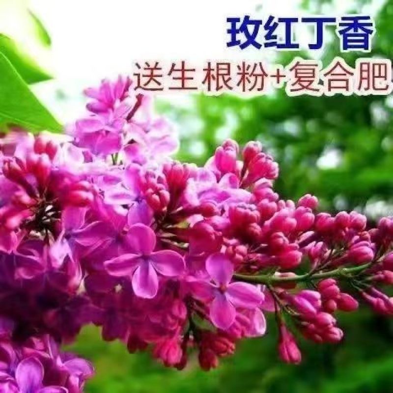 四季开花浓香型丁香花树苗庭院南北方种植盆栽室内外耐寒花卉