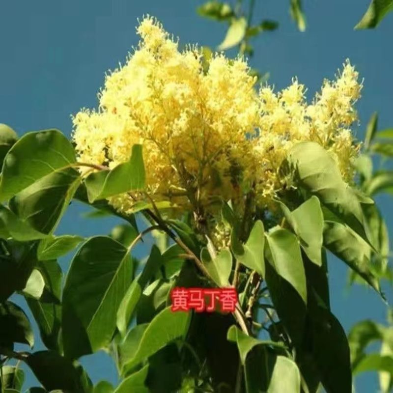 四季开花浓香型丁香花树苗庭院南北方种植盆栽室内外耐寒花卉