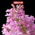 四季开花浓香型丁香花树苗庭院南北方种植盆栽室内外耐寒花卉