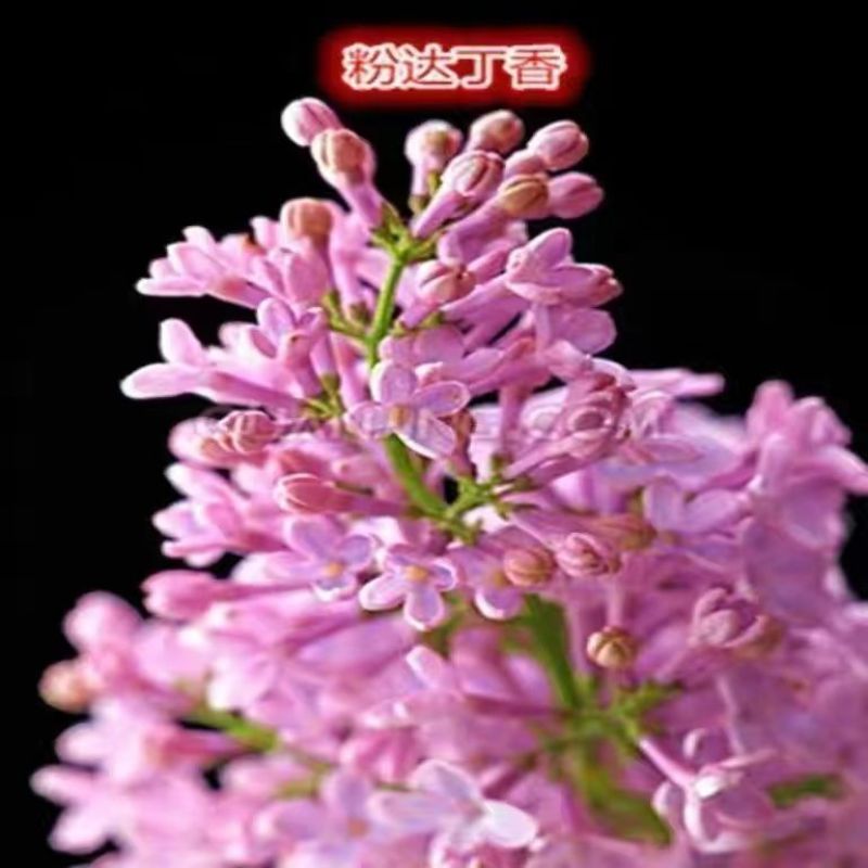 四季开花浓香型丁香花树苗庭院南北方种植盆栽室内外耐寒花卉