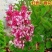 四季开花浓香型丁香花树苗庭院南北方种植盆栽室内外耐寒花卉