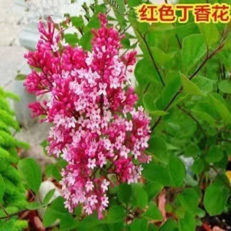 四季开花浓香型丁香花树苗庭院南北方种植盆栽室内外耐寒花卉