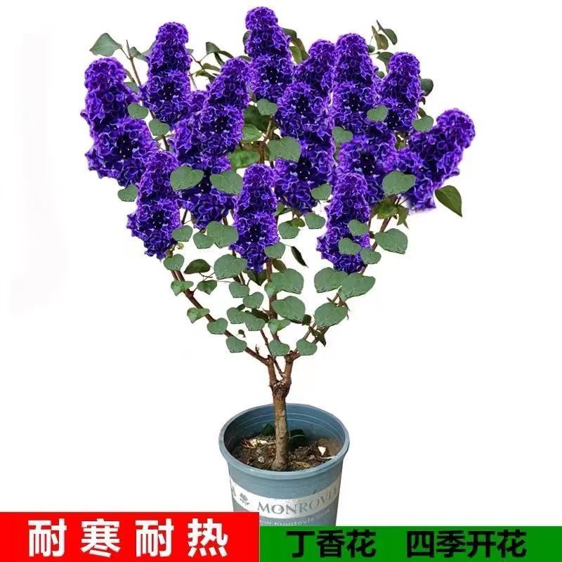 四季开花浓香型丁香花树苗庭院南北方种植盆栽室内外耐寒花卉