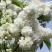 四季开花浓香型丁香花树苗庭院南北方种植盆栽室内外耐寒花卉
