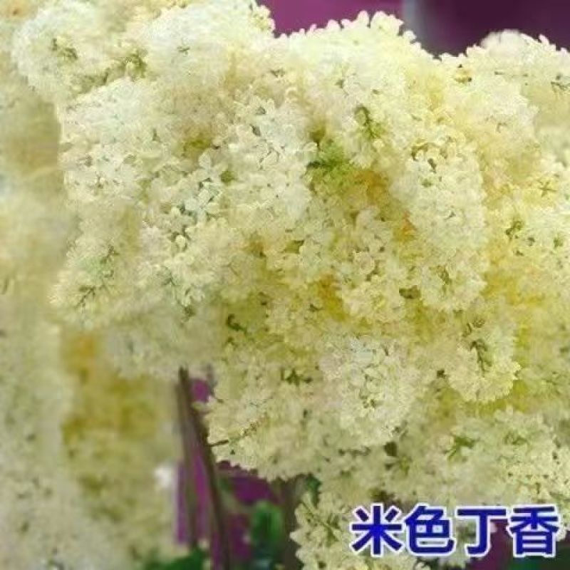 四季开花浓香型丁香花树苗庭院南北方种植盆栽室内外耐寒花卉